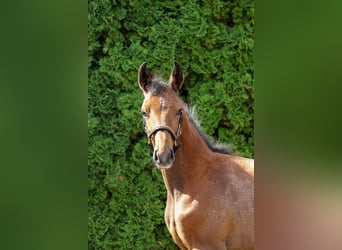 Trakehner, Hengst, Veulen (05/2025), 170 cm, Schimmel
