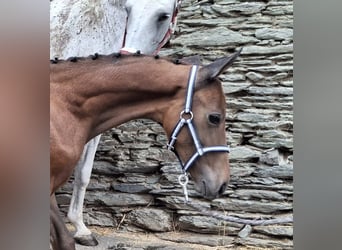 Trakehner, Hengst, Veulen (05/2025), 170 cm, Schimmel