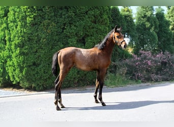 Trakehner, Hengst, Veulen (05/2025), 170 cm, Schimmel
