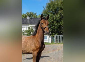 Trakehner, Hengst, Veulen (05/2025), 170 cm, Schimmel