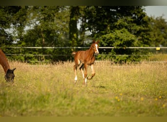 Trakehner, Hengst, Veulen (05/2026), 170 cm, Vos