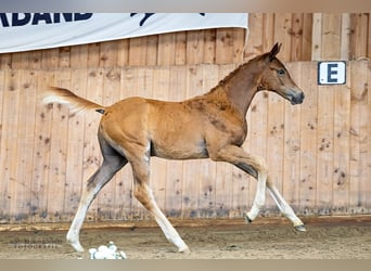 Trakehner, Hengst, veulen (06/2024), 170 cm, Vos