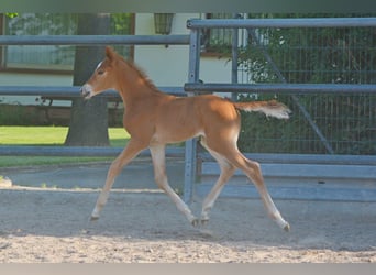 Trakehner, Hengst, veulen (06/2024), 170 cm, Vos