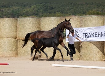Trakehner, Hengst, veulen (05/2023), 170 cm, Zwart