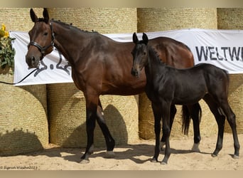 Trakehner, Hengst, veulen (05/2023), 170 cm, Zwart