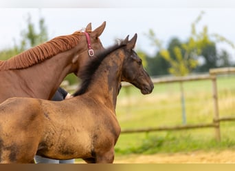 Trakehner, Hengst, Veulen (04/2025), 170 cm, Zwartbruin
