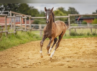 Trakehner, Hengst, Veulen (04/2025), 170 cm, Zwartbruin