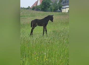 Trakehner, Hengst, veulen (04/2024), 171 cm, Zwartbruin