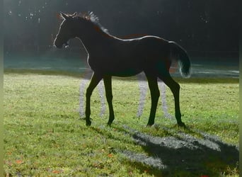 Trakehner, Hengst, veulen (04/2024), 172 cm, Bruin