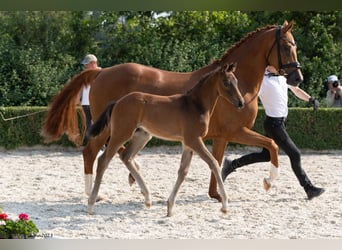 Trakehner, Hengst, veulen (05/2023), Brauner
