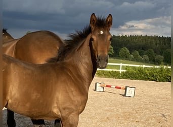 Trakehner, Hengst, veulen (02/2023), Brauner