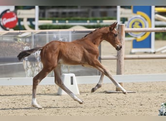 Trakehner, Hengst, Veulen (05/2026), Bruin