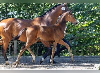Trakehner, Hengst, Veulen (05/2026), Bruin