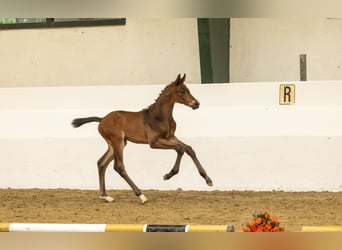 Trakehner, Hengst, Veulen (05/2026), Bruin