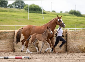Trakehner, Hengst, Veulen (05/2026), Bruin