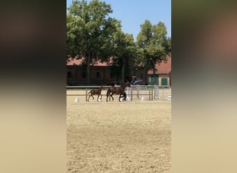 Trakehner, Hengst, Veulen (03/2026), Bruin