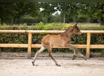Trakehner, Hengst, Veulen (04/2026), Bruin