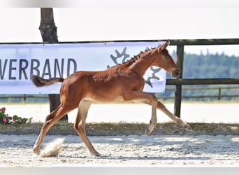 Trakehner, Hengst, Veulen (05/2026), Bruin