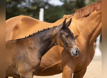 Trakehner, Hengst, Veulen (05/2026), Bruin