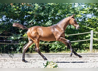 Trakehner, Hengst, Veulen (01/2026), Bruin