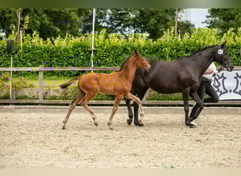 Trakehner, Hengst, Veulen (06/2025), Bruin