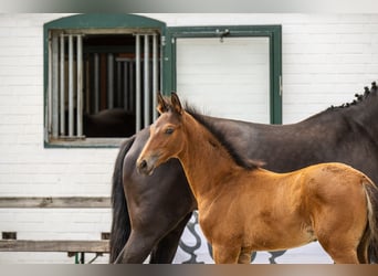 Trakehner, Hengst, Veulen (06/2025), Bruin