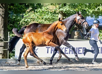 Trakehner, Hengst, Veulen (05/2025), Bruin