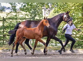 Trakehner, Hengst, Veulen (05/2025), Bruin