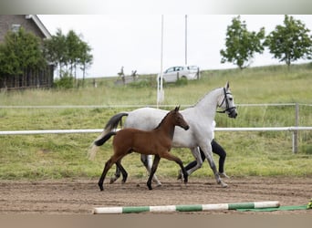 Trakehner, Hengst, Veulen (03/2026), Donkerbruin