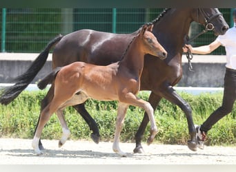 Trakehner, Hengst, Veulen (04/2026), Donkerbruin