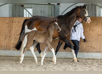 Trakehner, Hengst, veulen (05/2024), Donkerbruin