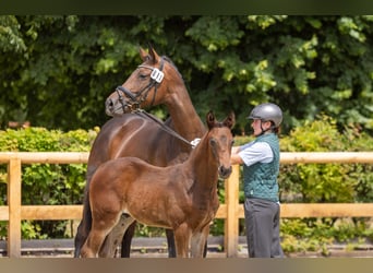 Trakehner, Hengst, Veulen (04/2026), Donkerbruin