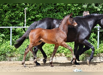 Trakehner, Hengst, Veulen (03/2026), Donkerbruin