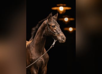 Trakehner, Hengst, veulen (05/2024), Donkerbruin