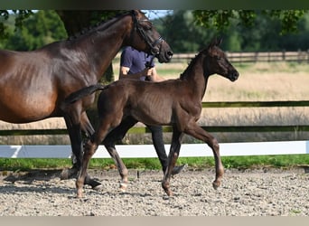 Trakehner, Hengst, veulen (05/2024), Donkerbruin