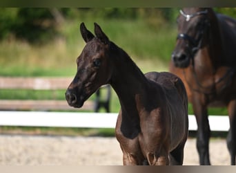 Trakehner, Hengst, veulen (05/2024), Donkerbruin