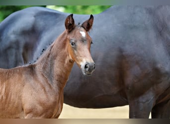 Trakehner, Hengst, Veulen (05/2026), Donkerbruin