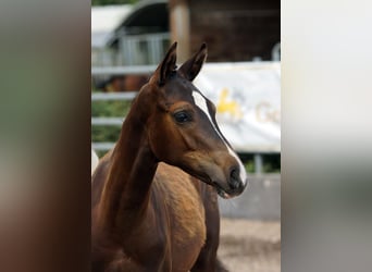 Trakehner, Hengst, Veulen (03/2026), Donkerbruin