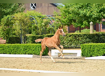 Trakehner, Hengst, Veulen (05/2026), Donkere-vos