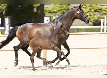 Trakehner, Hengst, Veulen (01/2025)