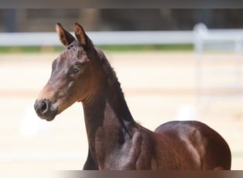 Trakehner, Hengst, Veulen (05/2026)