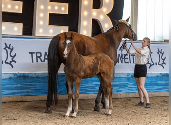 Trakehner, Hengst, Veulen (04/2026)