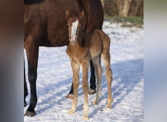 Trakehner, Hengst, Veulen (01/2026)