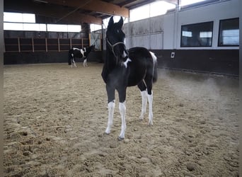 Trakehner, Hengst, veulen (05/2023), Gevlekt-paard