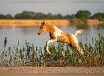Trakehner, Hengst, veulen (04/2023), Gevlekt-paard