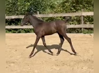 Trakehner, Hengst, veulen (06/2024), Schimmel