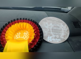 Trakehner, Hengst, Veulen (01/2025)