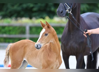 Trakehner, Hengst, veulen (01/2024), Vos