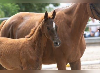 Trakehner, Hengst, veulen (04/2023), Vos