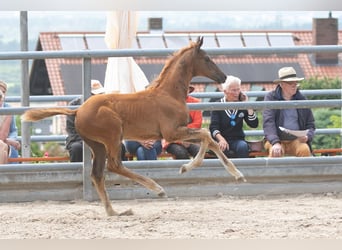 Trakehner, Hengst, veulen (04/2023), Vos